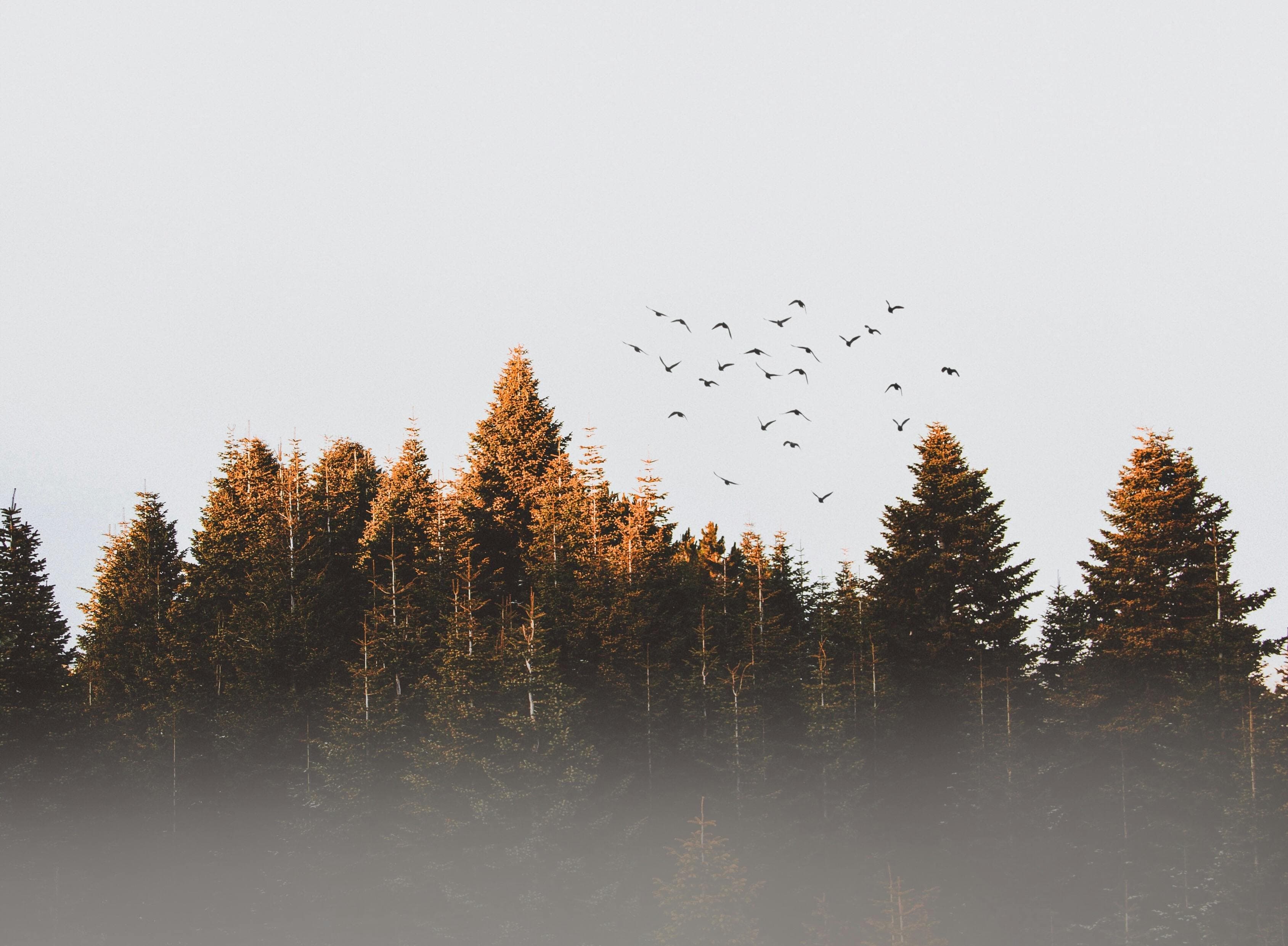 Footer background mobile